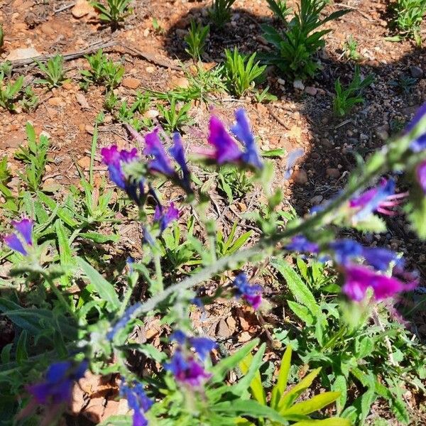 Echium vulgare Kwiat