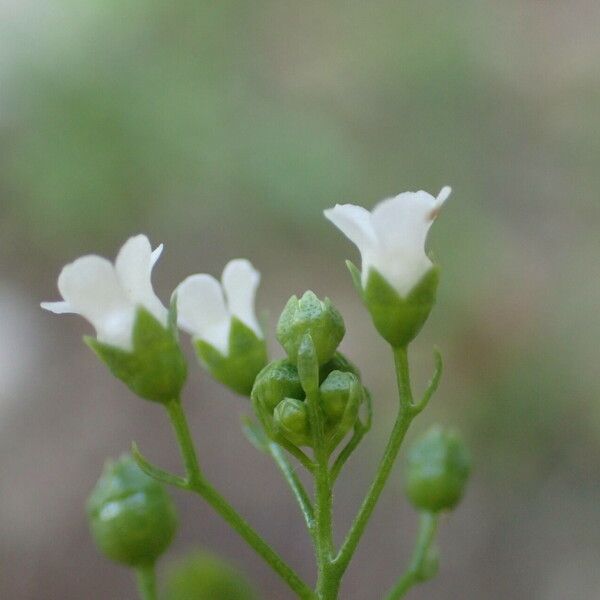 Samolus valerandi Flor