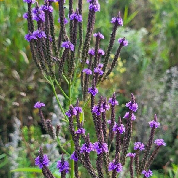 Verbena hastata autre