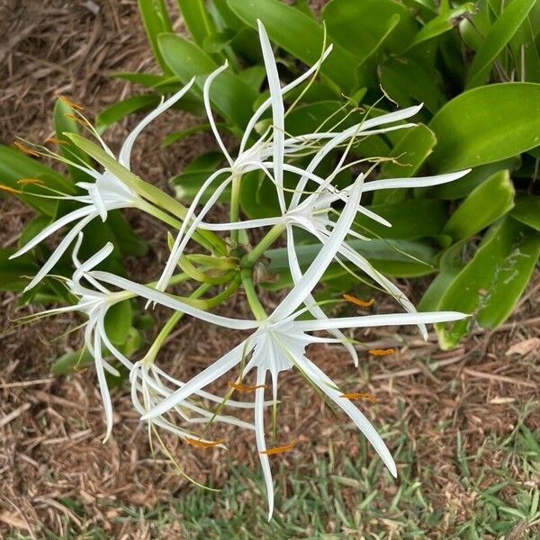 Hymenocallis caribaea Flower