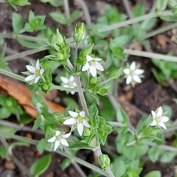 Arenaria serpyllifolia Blomst