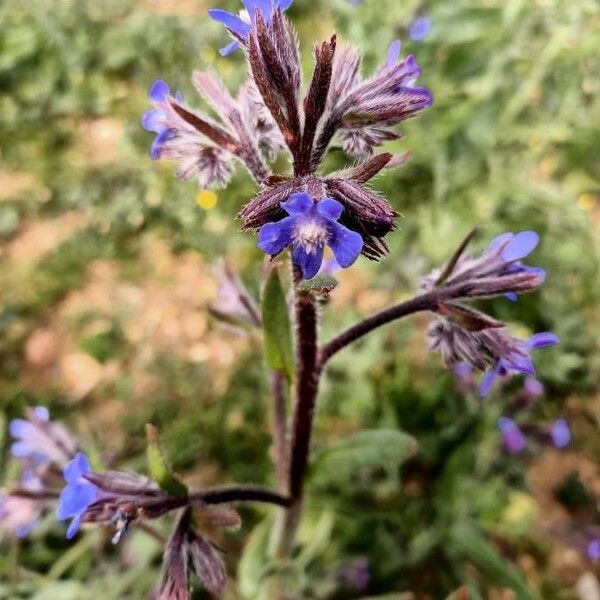 Anchusa italica 花