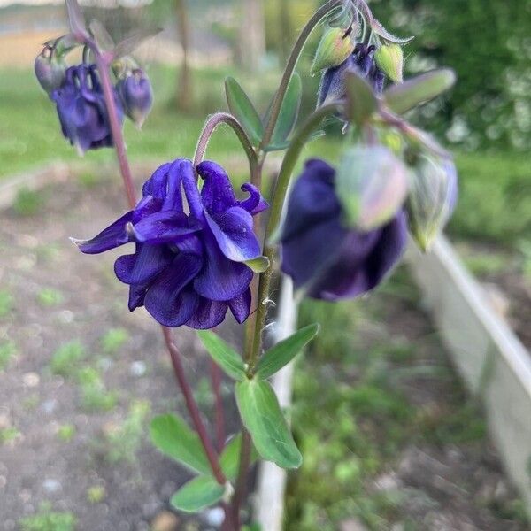 Aquilegia hirsutissima Flor