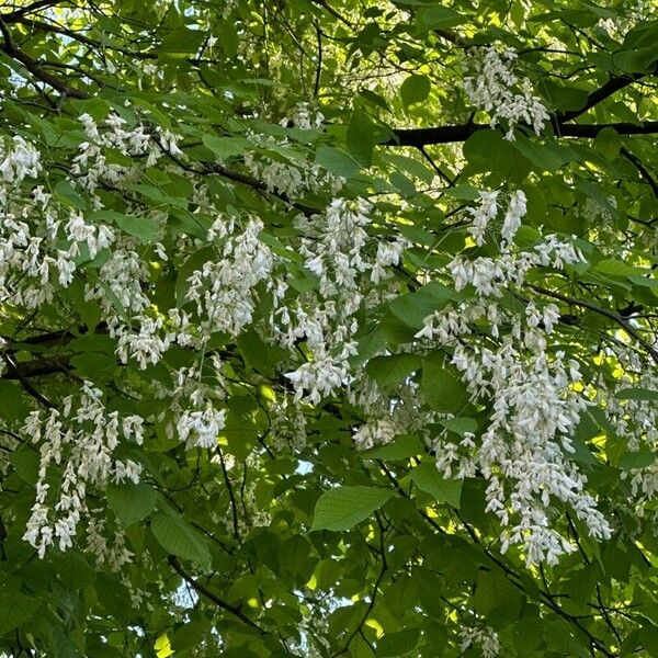 Cladrastis kentukea Blüte