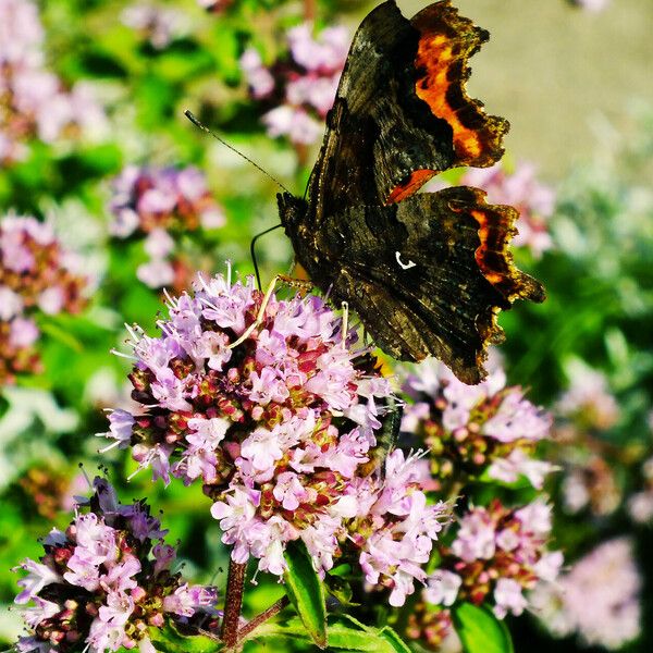 Origanum vulgare Flor