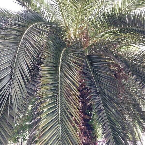 Phoenix canariensis Leaf