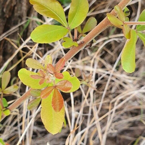 Searsia natalensis List