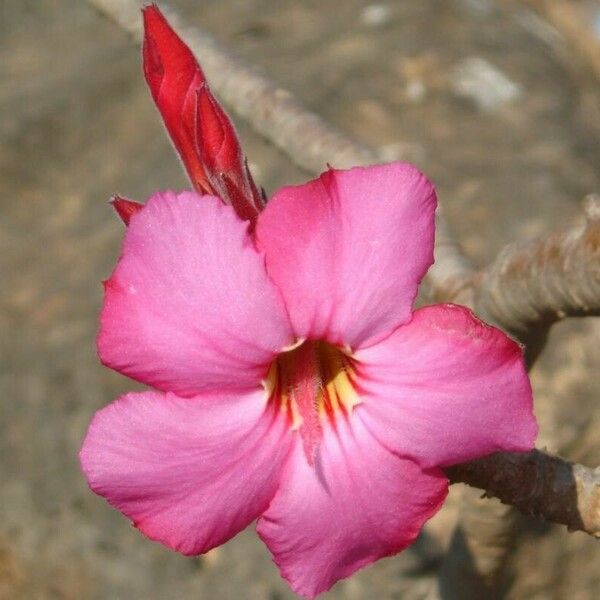 Adenium obesum Blüte