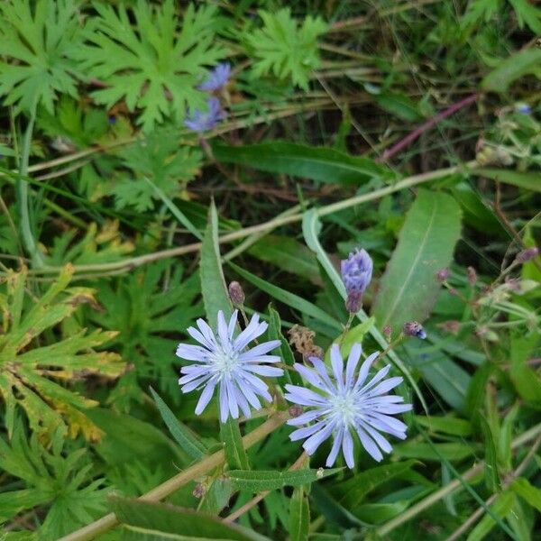 Lactuca sibirica 花