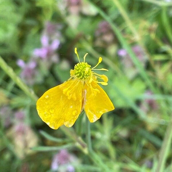 Ranunculus acris Blüte