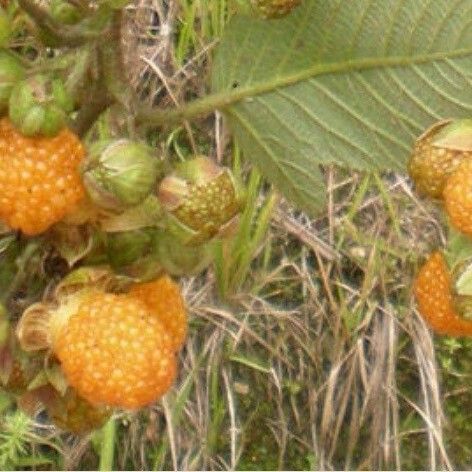 Rubus ellipticus Plod