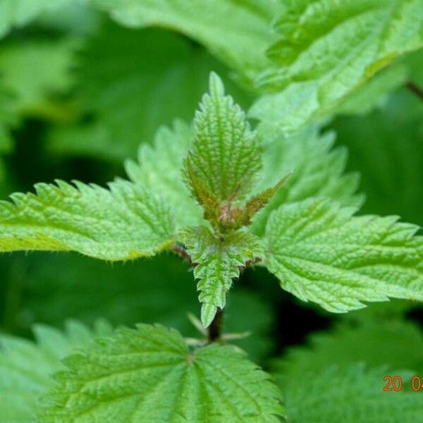 Urtica dioica Ліст