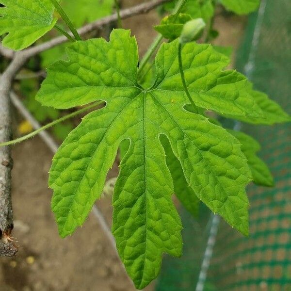 Momordica charantia 葉