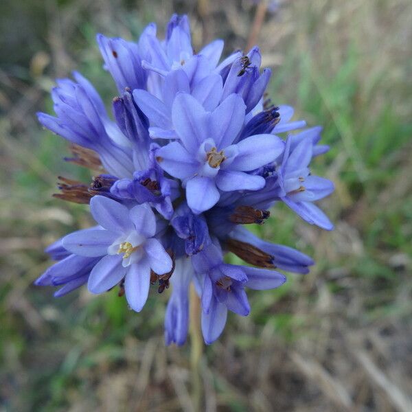 Dichelostemma multiflorum Blomst