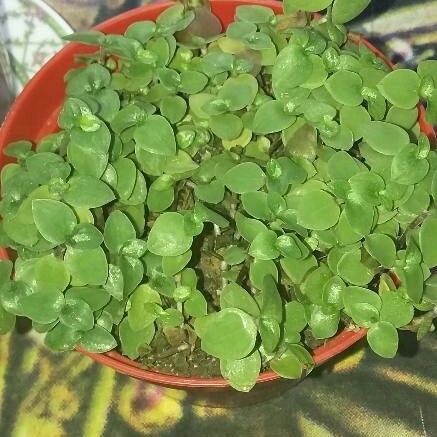 Callisia repens Leaf