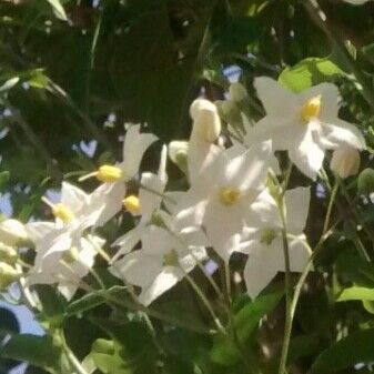 Solanum laxum Flower