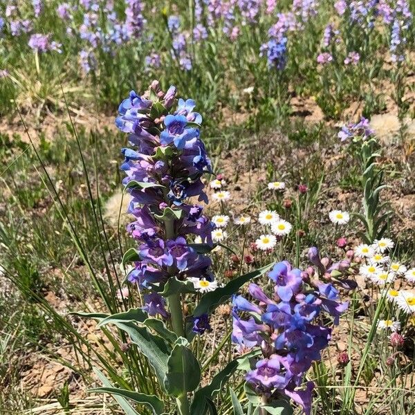 Penstemon speciosus Virág