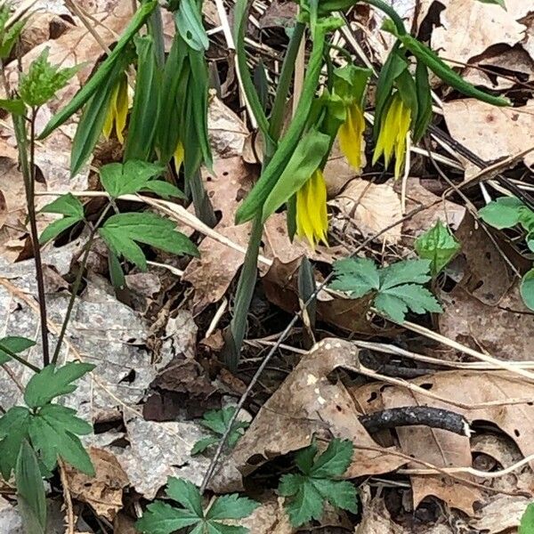 Uvularia grandiflora Flower