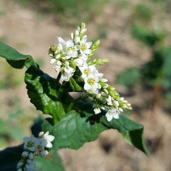 Fagopyrum esculentum Blüte