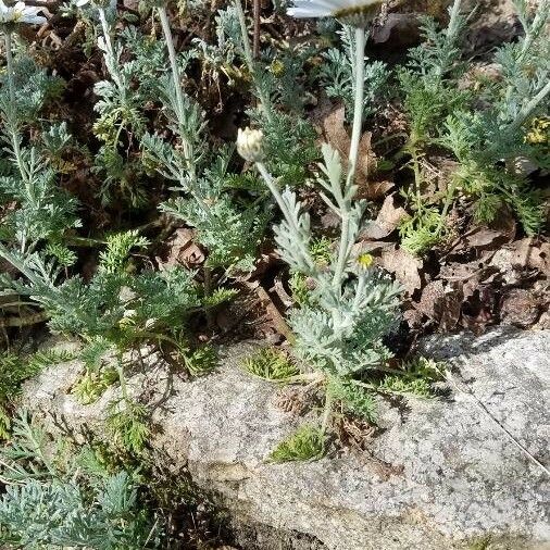 Anthemis tomentosa Hábitos