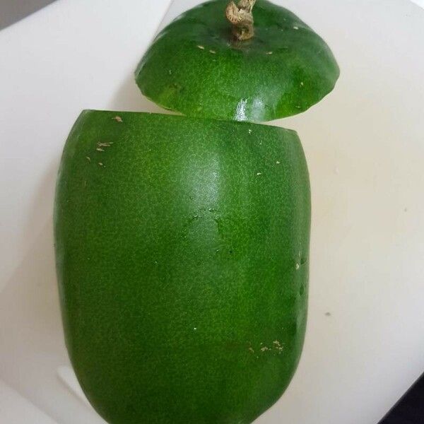 Carica papaya Fruitua