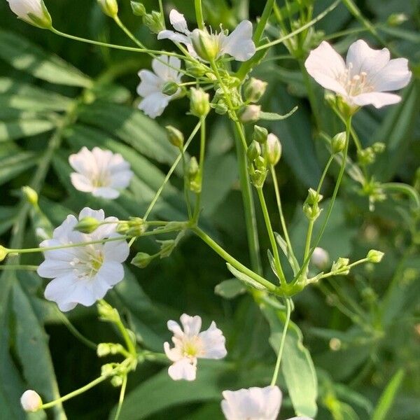 Gypsophila elegans Blomst