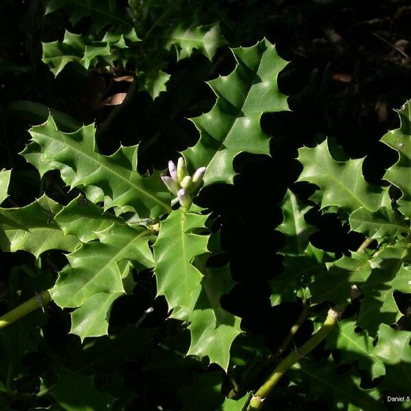 Acanthus ilicifolius 整株植物