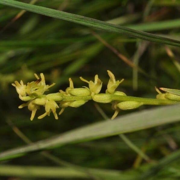 Herminium monorchis Flower