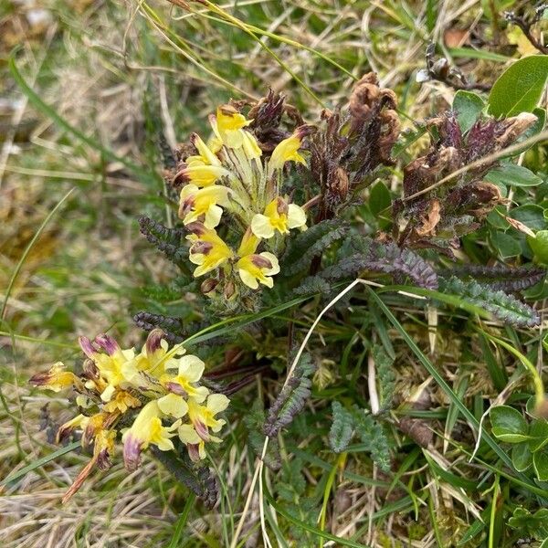 Pedicularis oederi Bloem