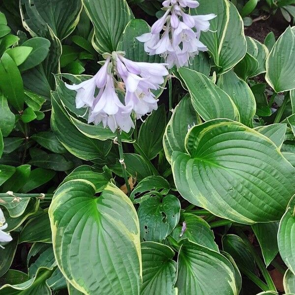 Hosta plantaginea Облик