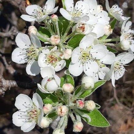 Pyrus spinosa Žiedas