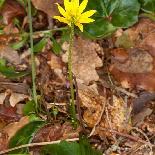 Gagea bohemica Costuma