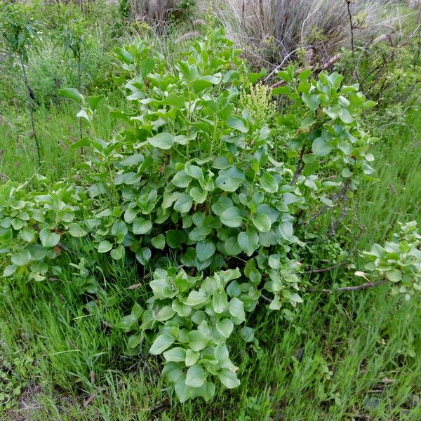 Rumex lunaria Folha