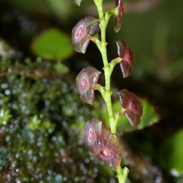 Stelis parvula Fruto