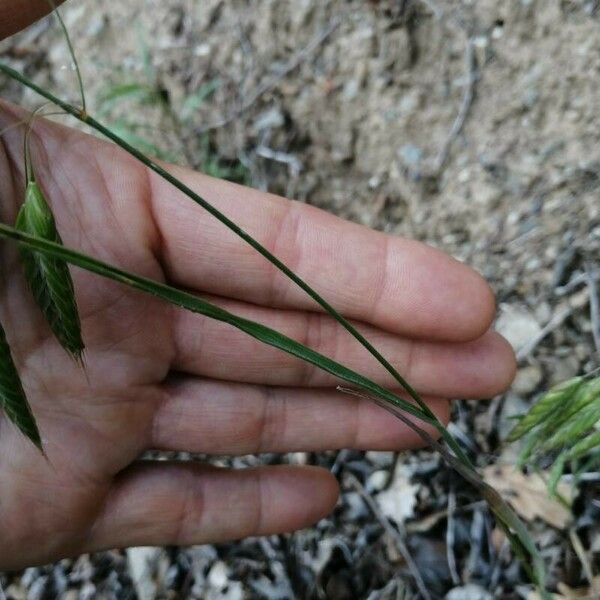 Bromus squarrosus Liść