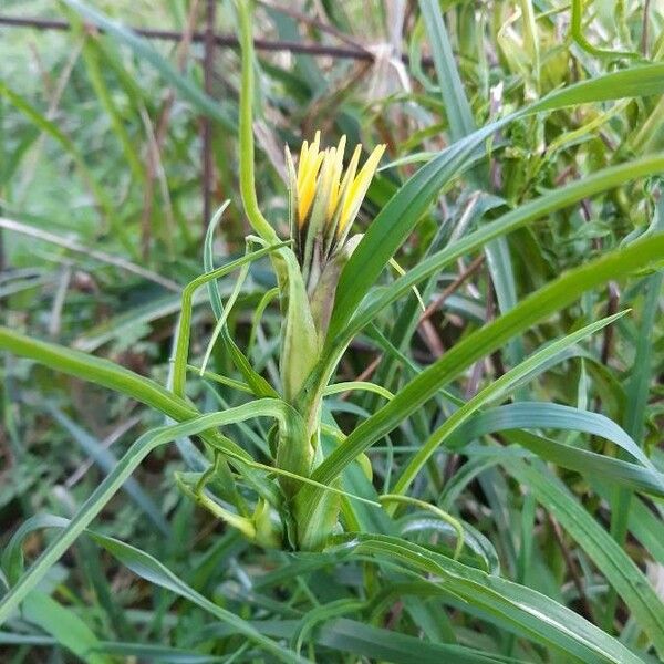 Tragopogon dubius Hàbitat