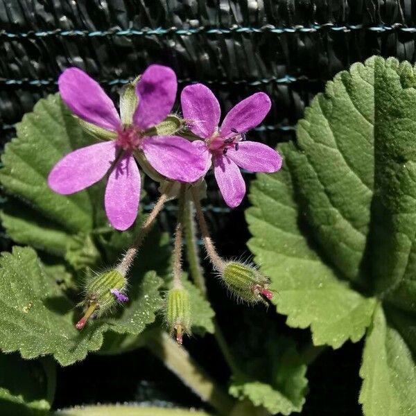 Erodium malacoides Кветка