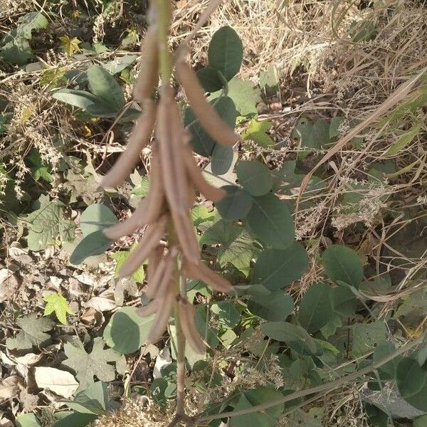 Crotalaria pallida Fruit