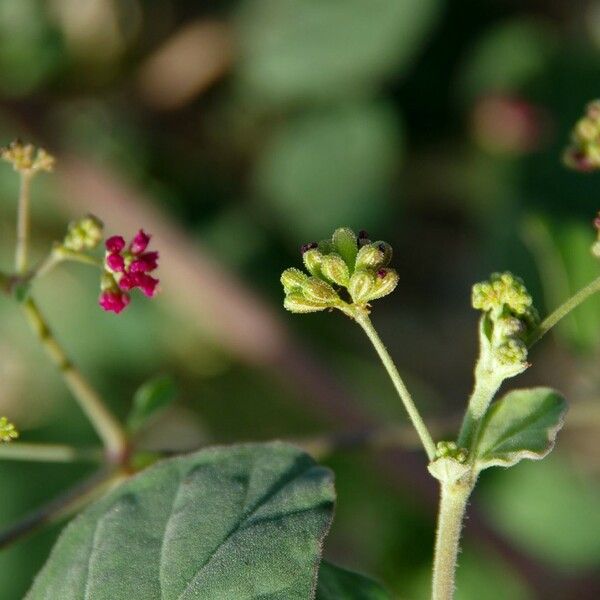 Boerhavia repens Kwiat