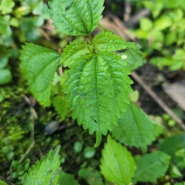 Pilea pumila برگ