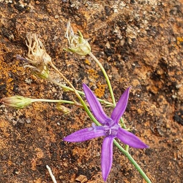 Wahlenbergia abyssinica Flower