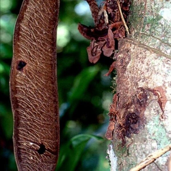 Brownea grandiceps Frukt