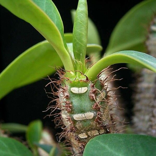 Euphorbia aureoviridiflora Feuille