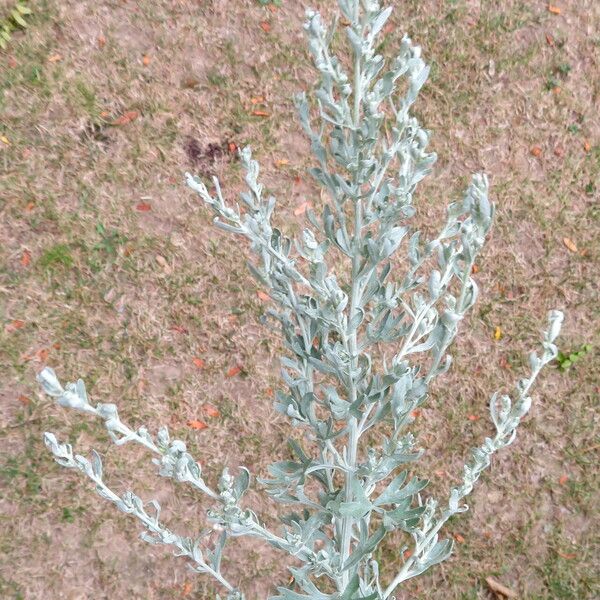 Artemisia absinthium Λουλούδι