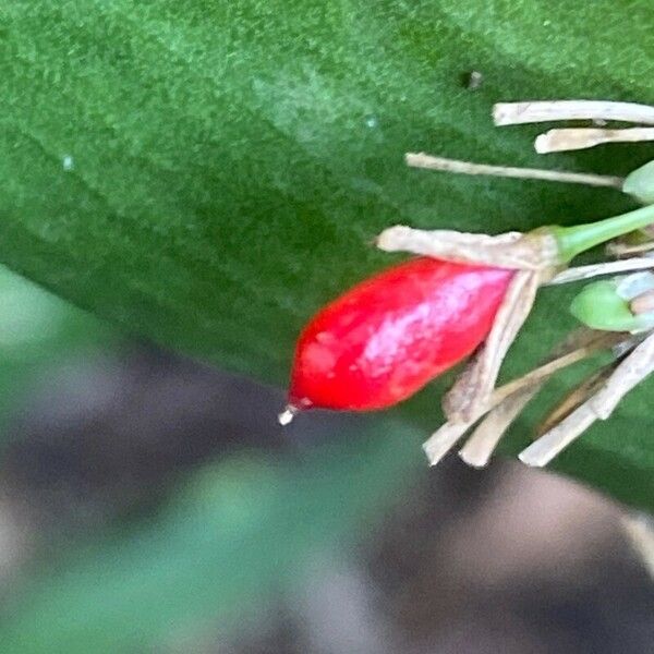 Ruscus hypophyllum Froito