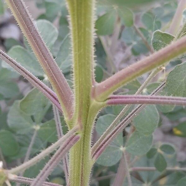 Cleome viscosa Rinde