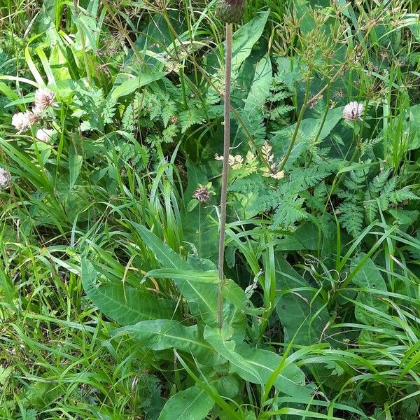 Cirsium heterophyllum موطن