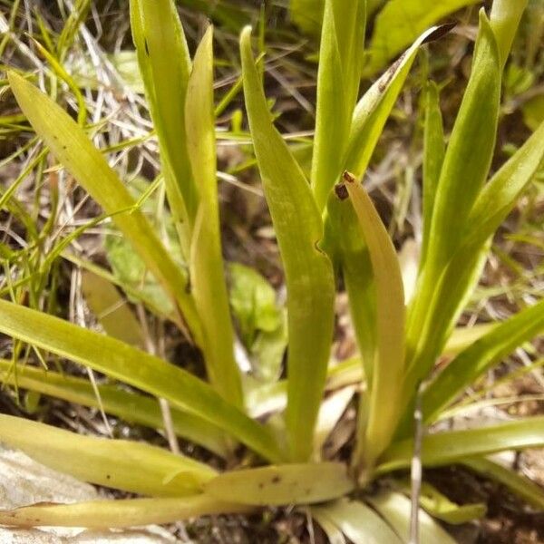 Anacamptis coriophora 葉