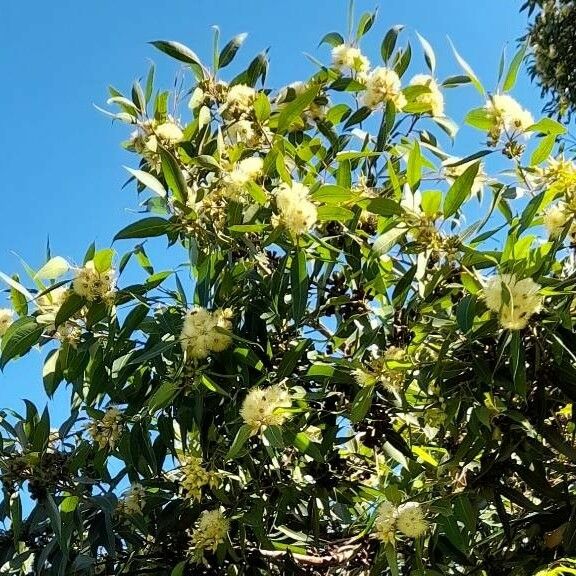 Eucalyptus botryoides 花