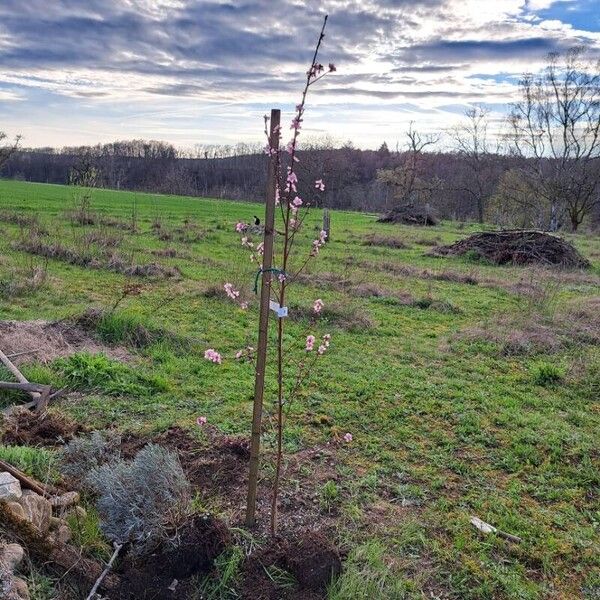 Prunus persica Агульны выгляд